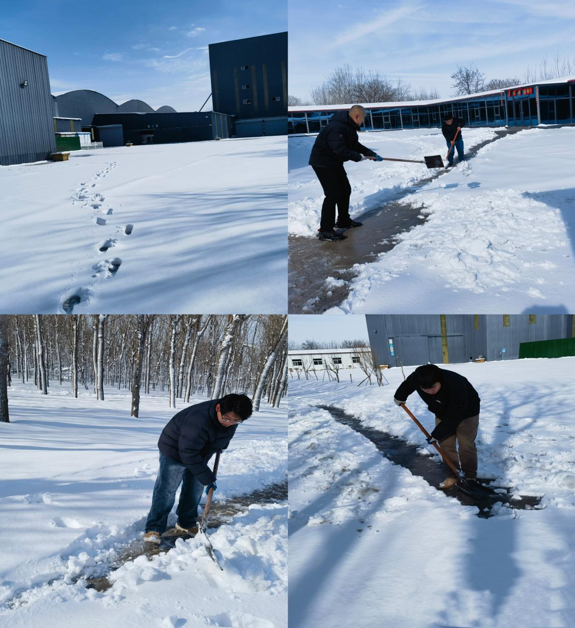 三月飞雪映初心