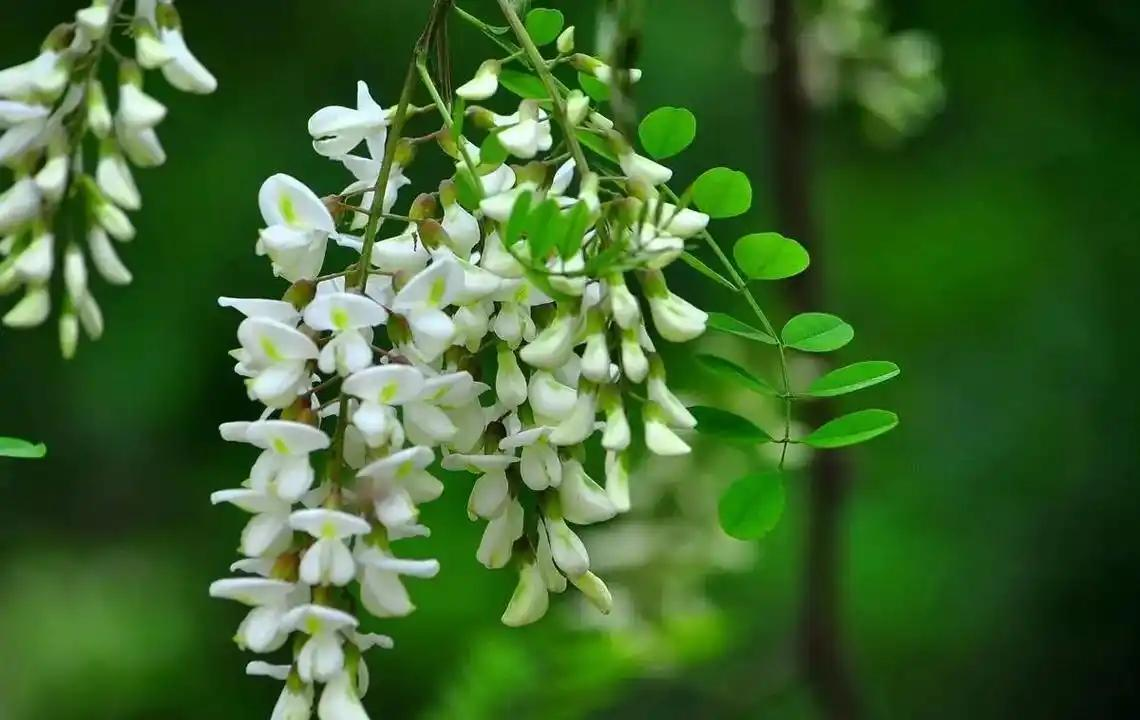 槐花静拂案头香