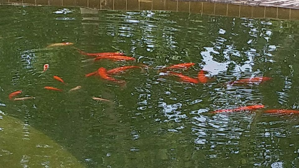 香港正版六台盒宝典资料大全