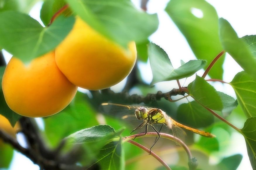 香港正版六台盒宝典资料大全